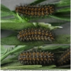 melit didyma larva4hib volg2